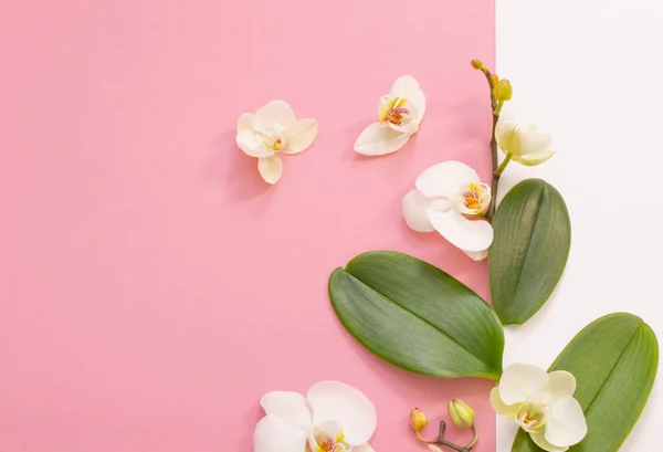 White Orchid Flowers Pink Ackground — Stock Photo, Image