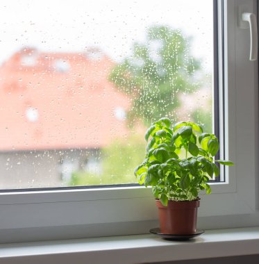 Pencere pervazında fesleğen bitkisi