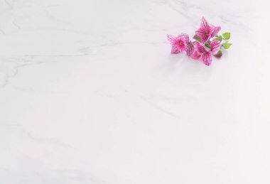 Beyaz mermer arka planda pembe dekoratif adaçayı dalları