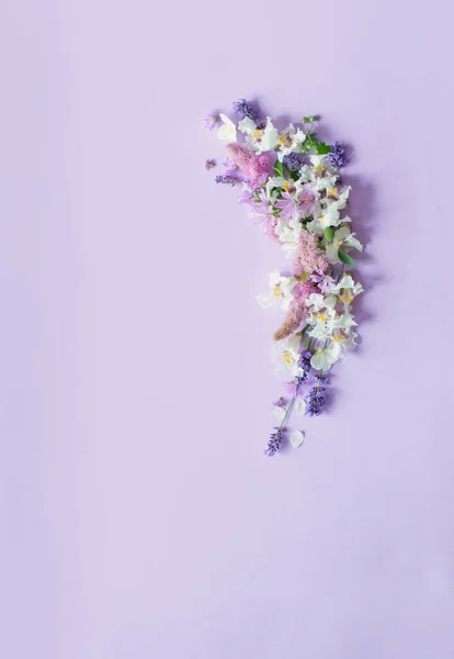 紫色背景的白色和紫色花朵 — 图库照片