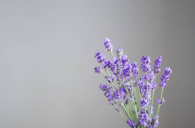 Arka planda lavanta çiçekleri gri duvar
