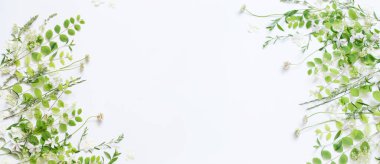 Beyaz arka planda kır çiçekleri ve bitkiler