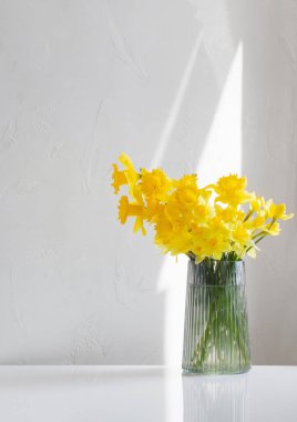 Sarı bahar nergisleri beyaz arkaplanda cam vazoda