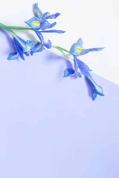 Iridi Blu Sfondo Carta Viola Giallo — Foto Stock