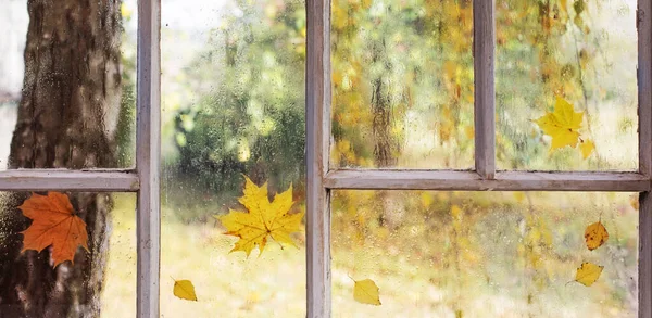 Białe Stare Drewniane Okno Kroplami Deszczu Jesiennymi Liśćmi — Zdjęcie stockowe