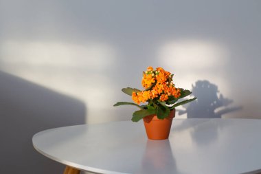 Kalanchoe saksıda, beyaz masada, güneş ışığında.