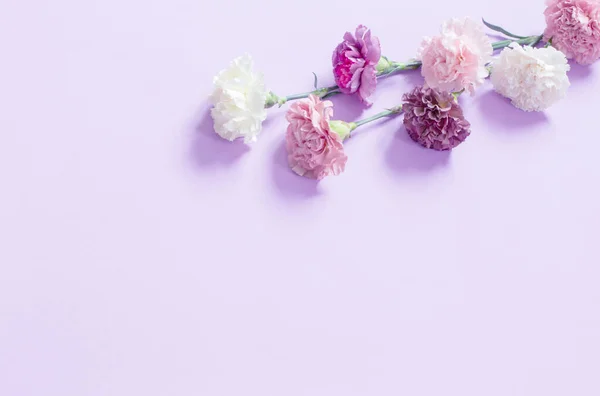 Oeillet Fleurs Sur Fond Papier Violet — Photo