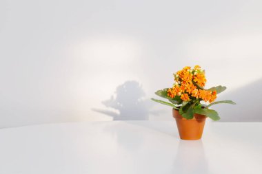 Kalanchoe saksıda, beyaz masada, güneş ışığında.