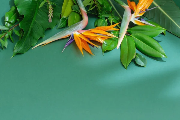 Тропические Экзотические Цветы Листья Зеленом Фоне — стоковое фото