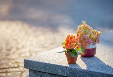 Dışarıda güneş ışığında saksılarda çiçekler