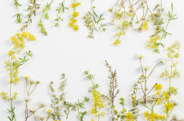 Flores Silvestres Sobre Fondo Papel Blanco —  Fotos de Stock