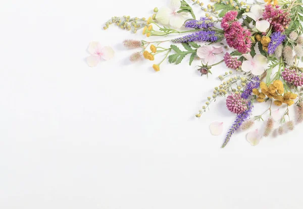Красиві Дикі Квіти Білому Паперовому Фоні — стокове фото