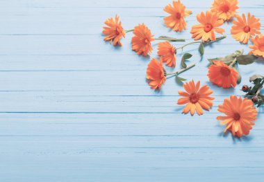 Mavi ahşap zemin üzerine Calendula çiçekler