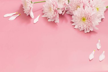 Pembe arka planda beyaz ve pembe kasımpatılar