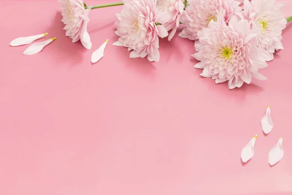 Weiße Und Rosa Chrysanthemen Auf Rosa Hintergrund — Stockfoto