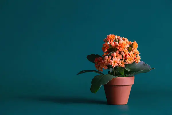 kalanchoe in  orange flower pot on green background