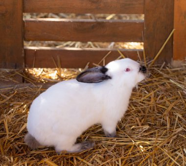 çiftlikte küçük beyaz tavşan