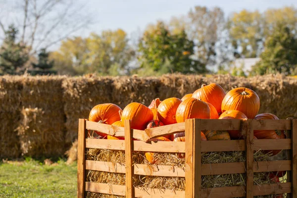 Orangefarbene Kürbisse Auf Bauernhof Sonnigem Herbsttag — Stockfoto