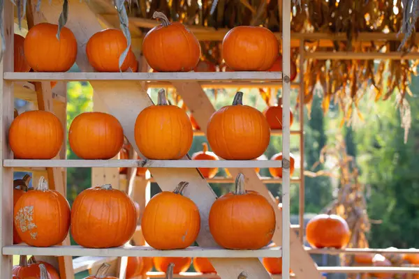 Orangefarbene Kürbisse Auf Bauernhof Sonnigem Herbsttag — Stockfoto