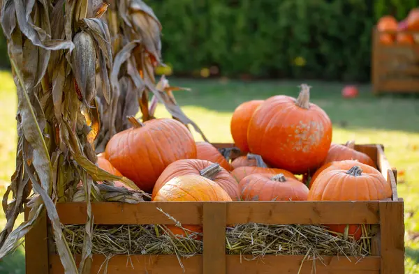 晴れた秋の日に農場でオレンジ色のカボチャ — ストック写真