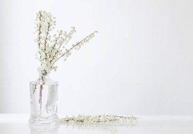 Beyaz arkaplanda cam vazoda beyaz bahar çiçekleri