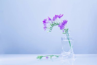 mavi arkaplanda cam vazoda mor frezya