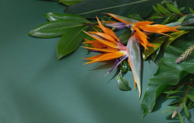 Yeşil arka planda tropikal egzotik çiçekler ve yapraklar