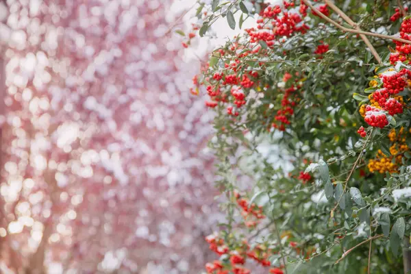 Background Red Yellow Berries Snow — Stock Photo, Image
