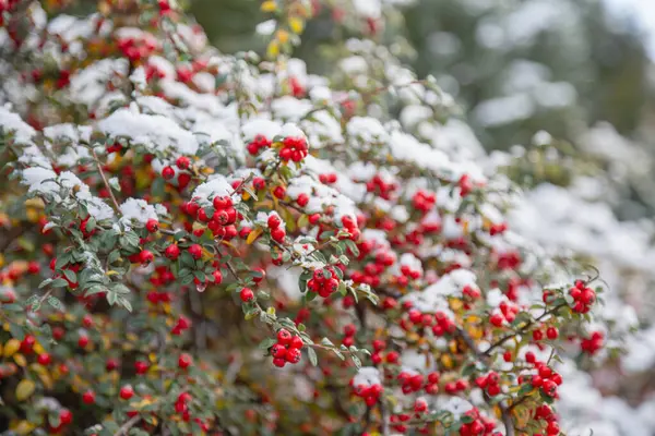 Φόντο Των Κόκκινων Μούρων Στο Χιόνι — Φωτογραφία Αρχείου