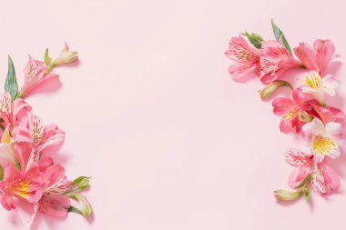 Alstroemeria çiçek pembe bir arka plan üzerinde