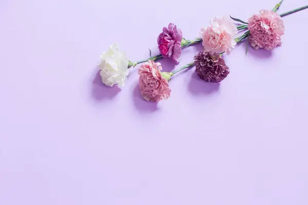 Цветы Гвоздики Лиловом Бумажном Фоне — стоковое фото
