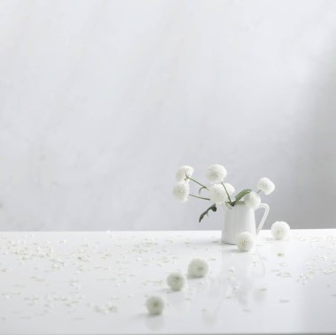 Beyaz arkaplanda sürahi içinde beyaz kasımpatılar