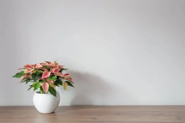 Pink Poinsettia White Ceramic Pot Wooden Shelf — Stock Photo, Image