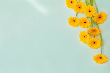 Yeşil kağıtta sarı gerbera çiçekleri