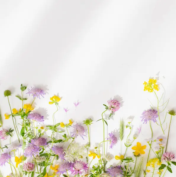 Summer Wild Flowers White Paper Background — Stock Photo, Image