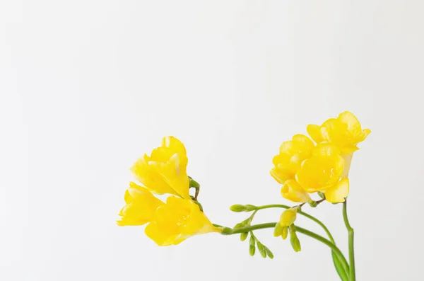 Freesia Flowers White Background — Stock Photo, Image