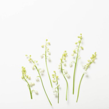 Beyaz arka planda zambak çiçekleri