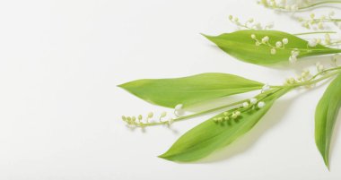 Beyaz arka planda zambak çiçekleri