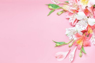 Alstroemeria çiçek pembe bir arka plan üzerinde