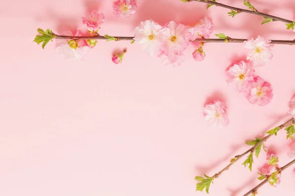 Branches Blossoming Almonds Pink Background — Stock Photo, Image