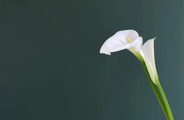 Twee Witte Mooie Bloemen Groene Achtergrond — Stockfoto