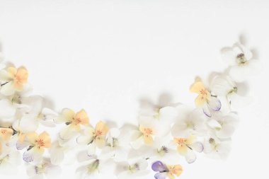 Beyaz arkaplanda viyola çiçekleri