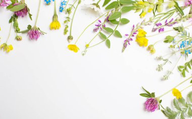 Beyaz arka planda güzel yabani çiçekler