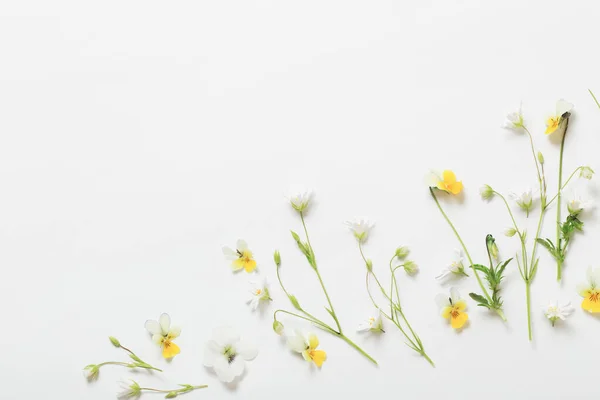 Wild Flowers White Background — Stock Photo, Image