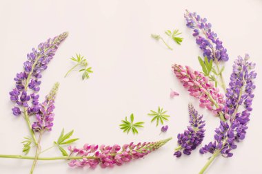 Beyaz arka plan üzerinde acı bakla çiçekler