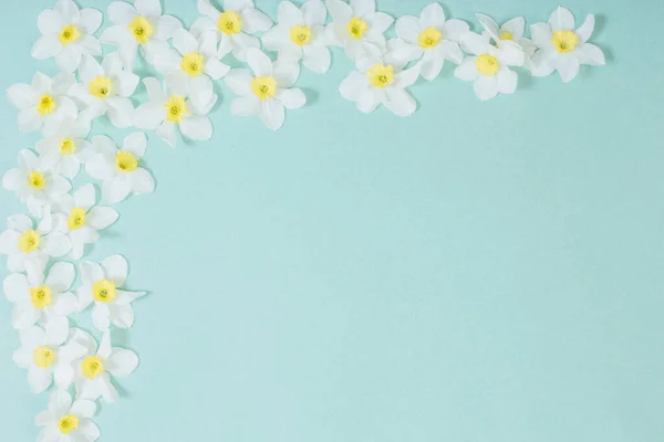 Bílé Narcisy Pozadí Modrého Papíru — Stock fotografie