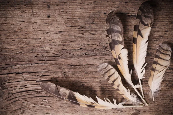 Feathers Bird Wooden Background — Stock Photo, Image