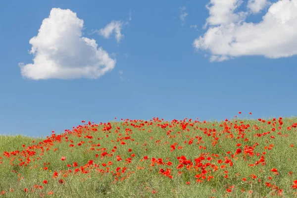 poppy field and blue sky with clouds