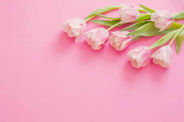 Розовые Тюльпаны Фоне Розовой Бумаги — стоковое фото