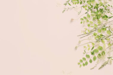 Beyaz arka planda kır çiçekleri ve bitkiler